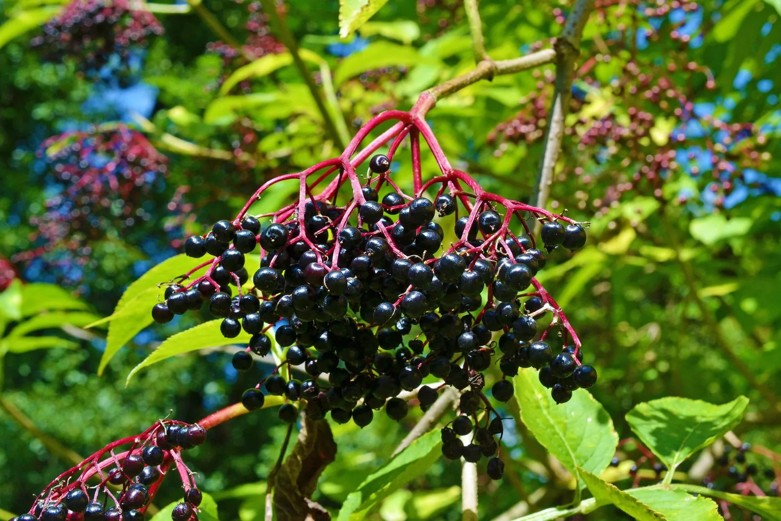 Elderberries image 2