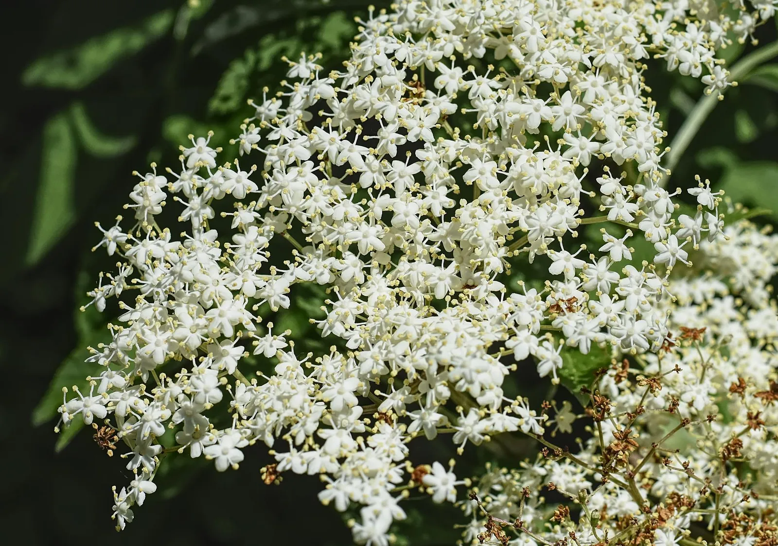 Elderberries image 3