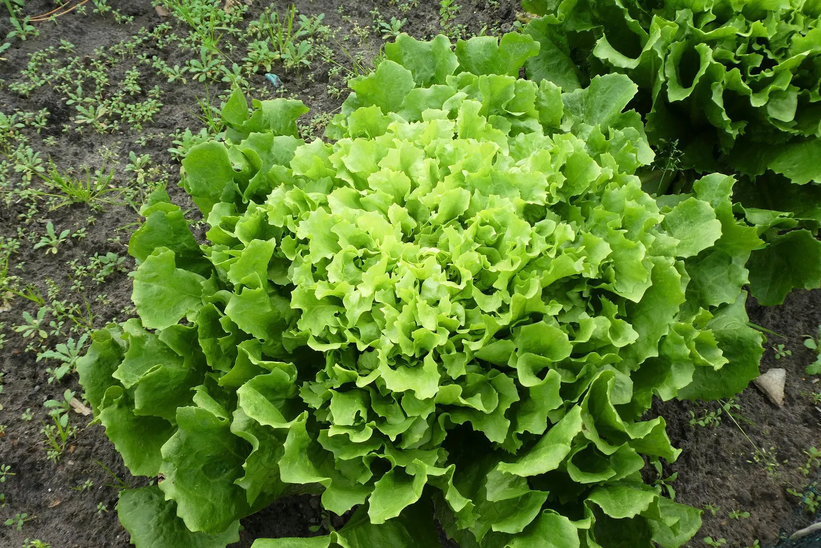 Endive/Escarole image 2