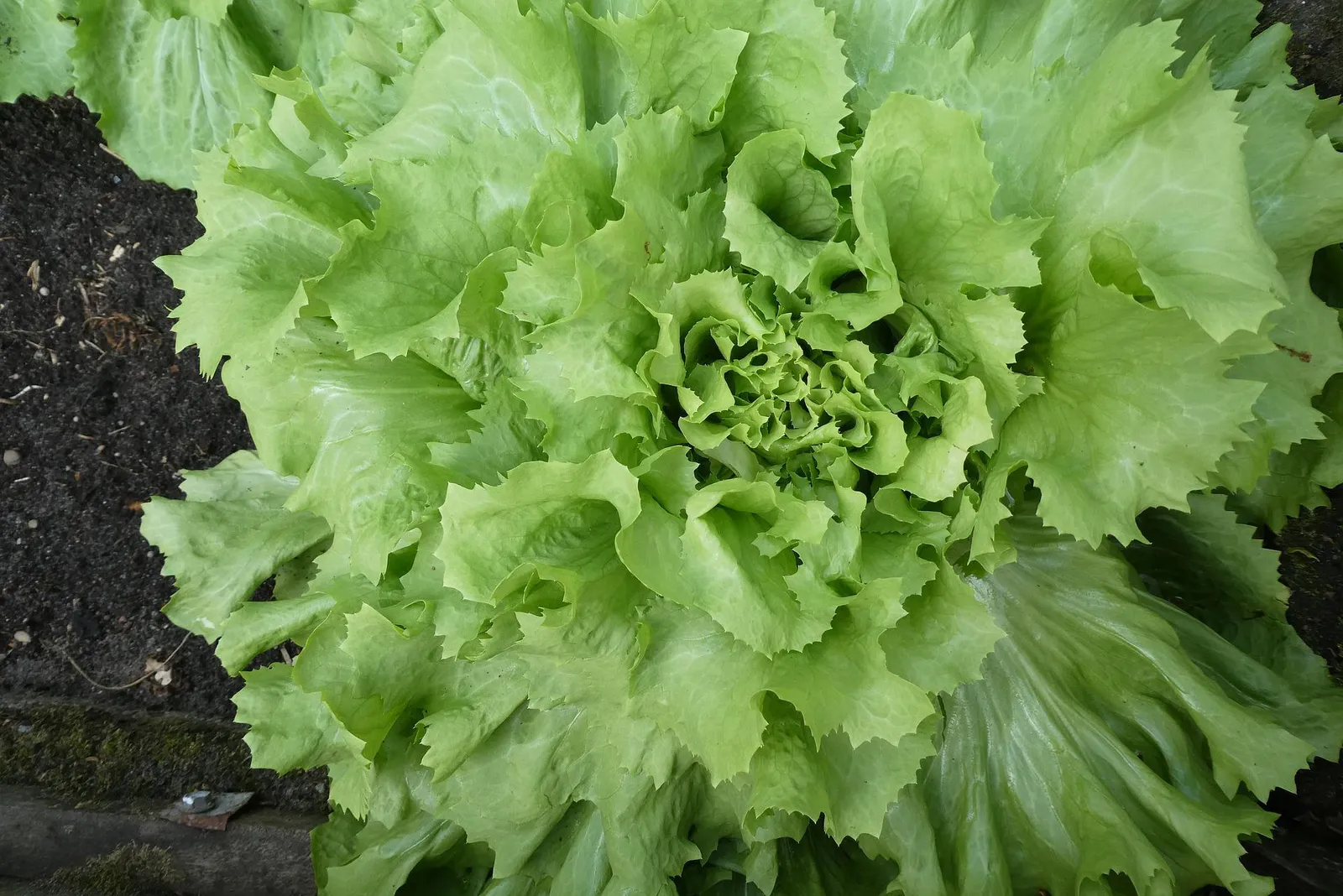 Endive/Escarole image 4