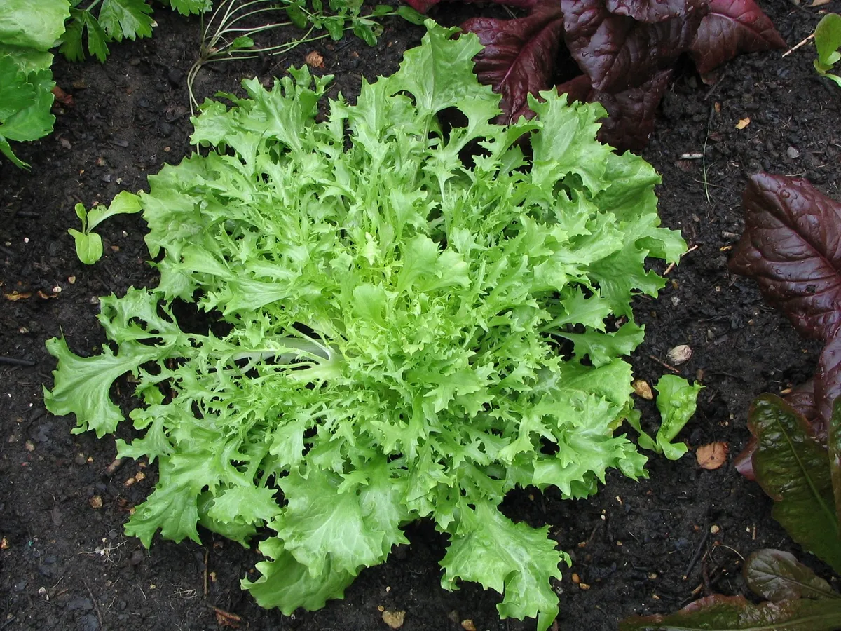 Endive/Escarole image 1