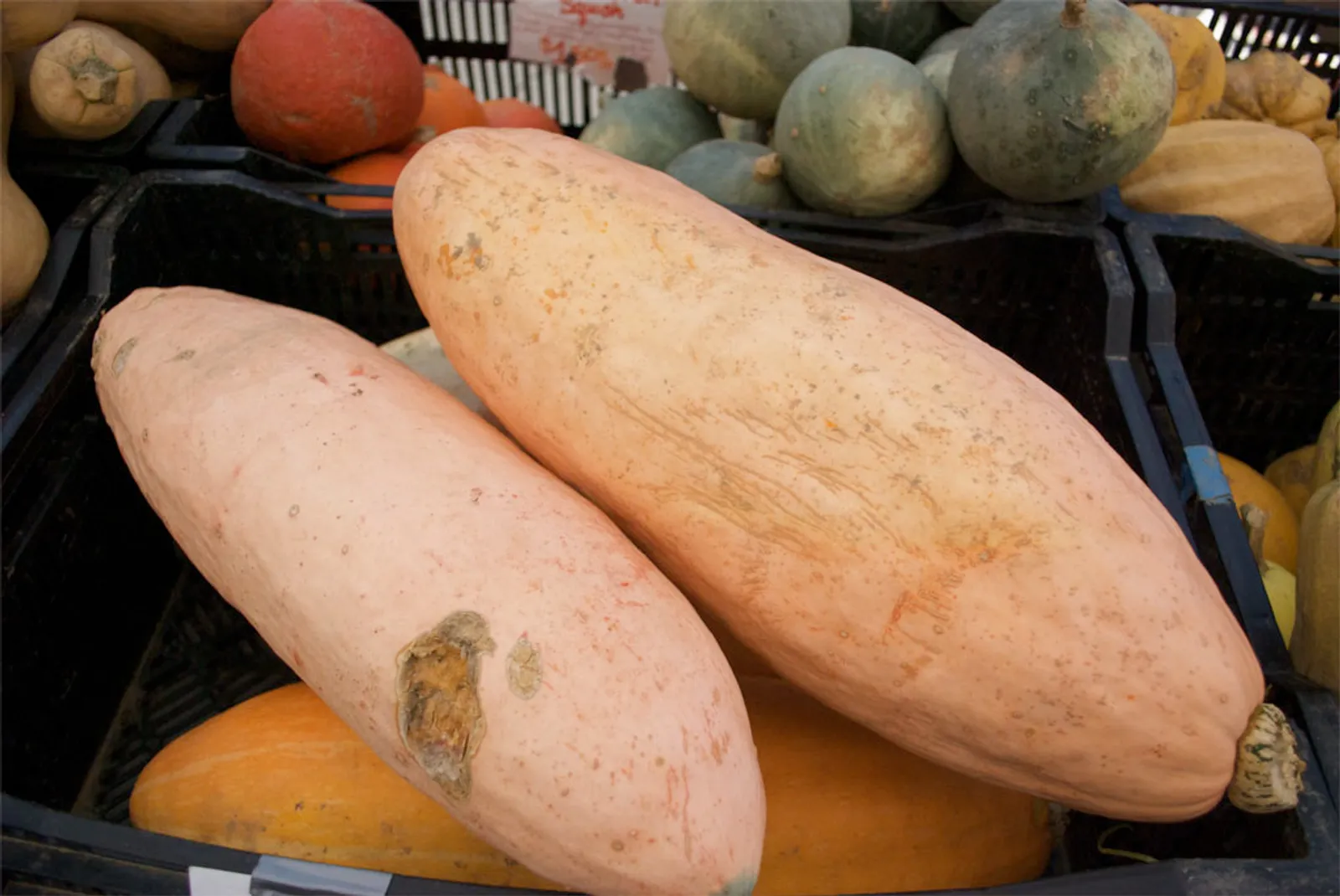 Winter, Banana Squash Squash