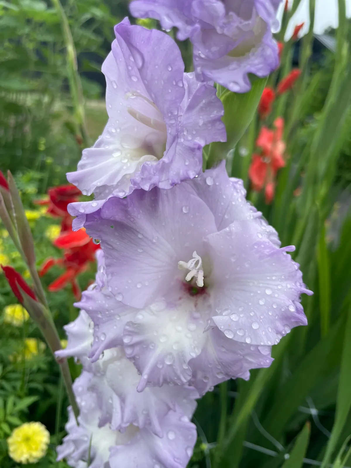 Gladiolus image 1