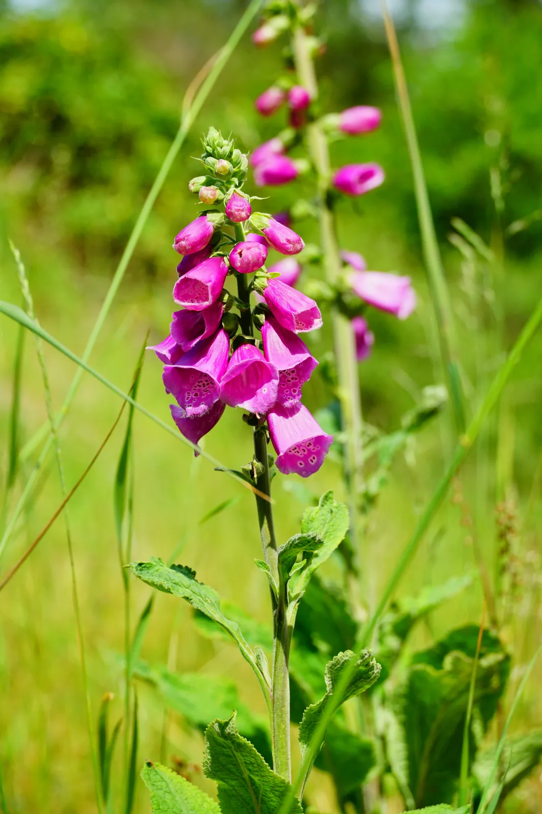 Foxglove image 4