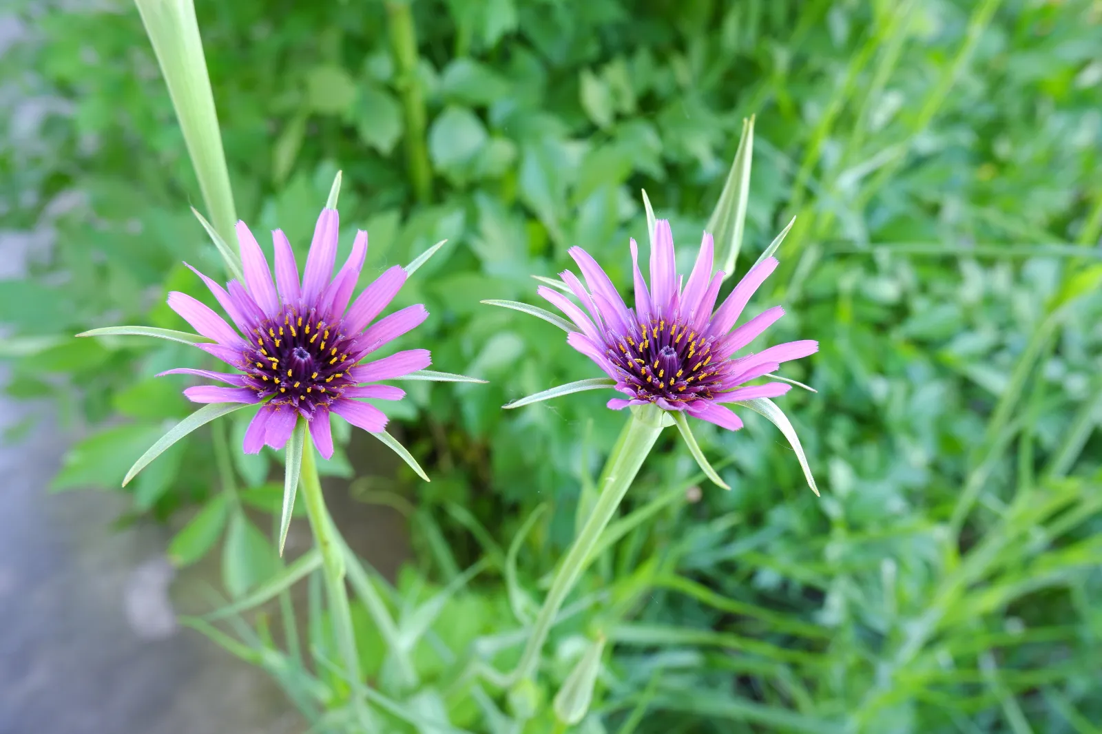 Salsify image 4