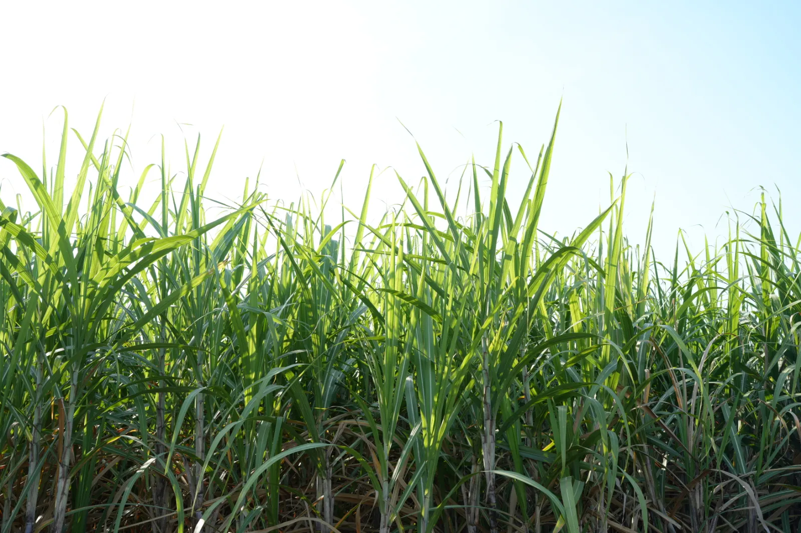 Sugar Cane image 2