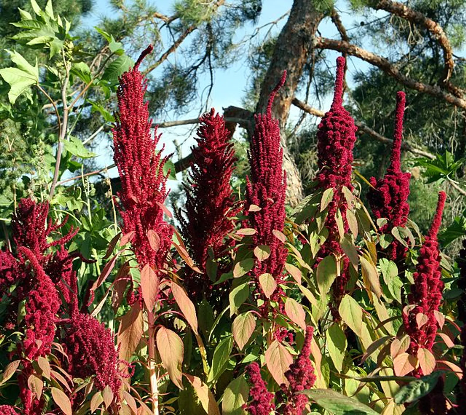 Amaranth image 5