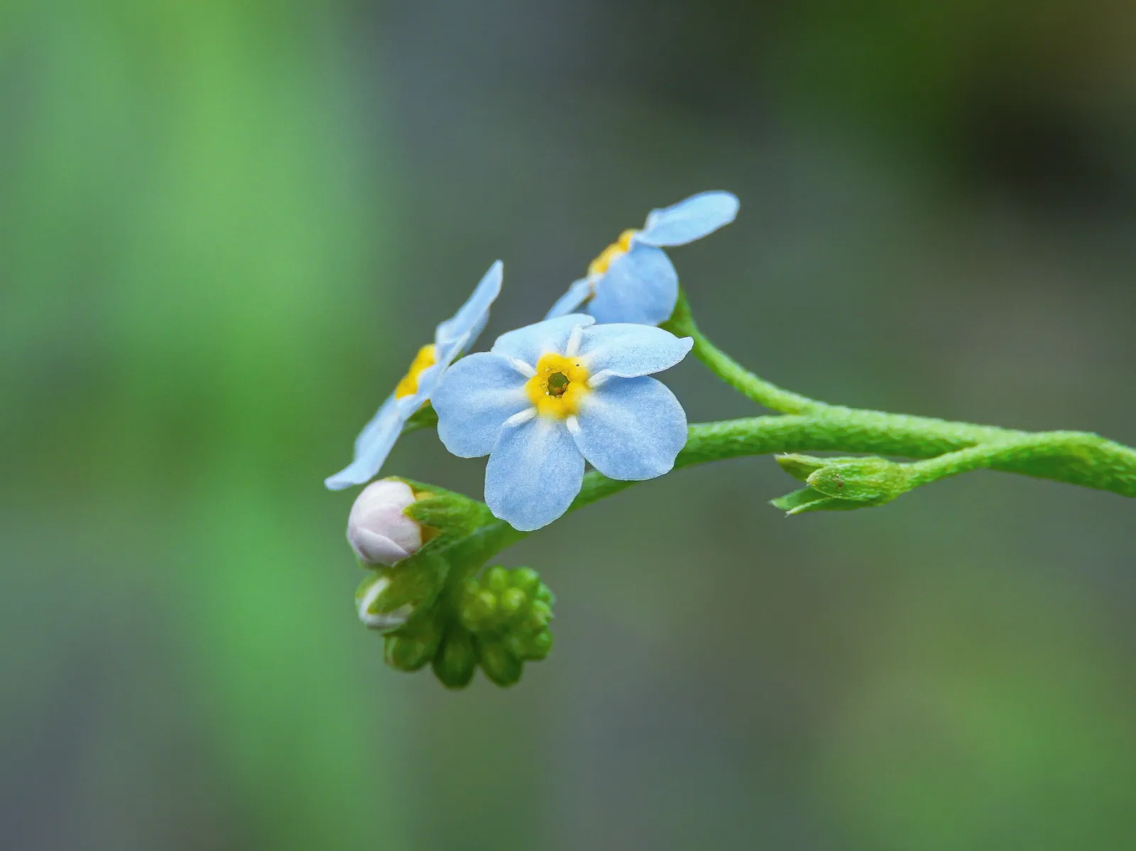 Forget-Me-Not image 1
