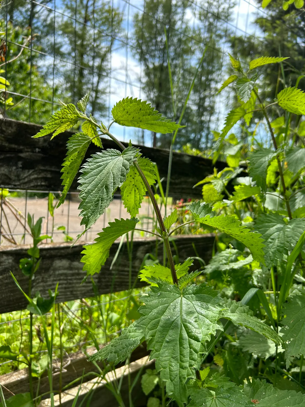 Stinging Nettle image 5