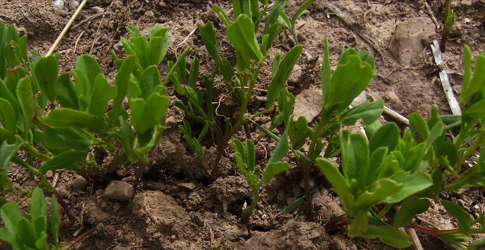 Lentil image 2