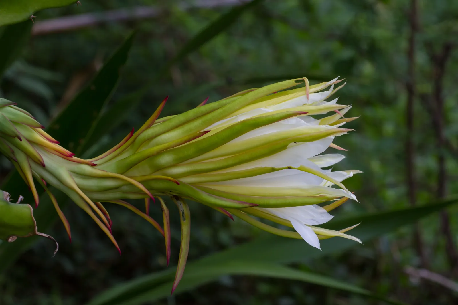 Dragon Fruit image 2