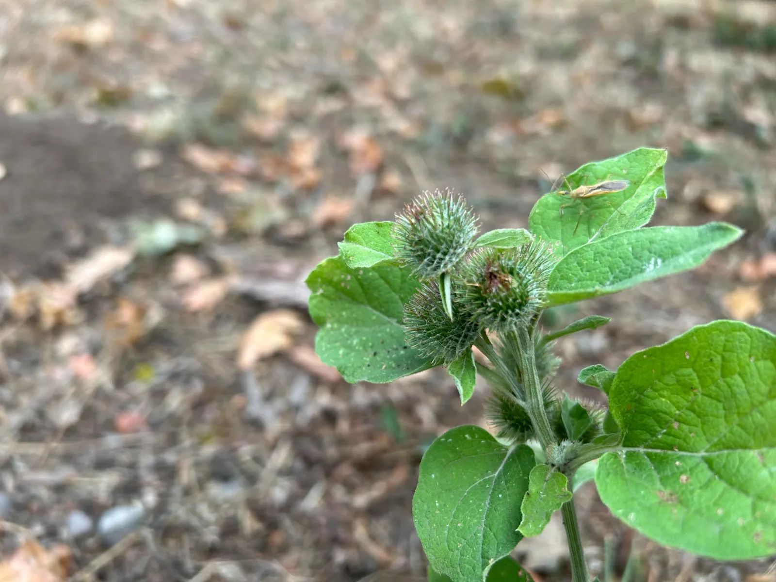 Burdock image 2