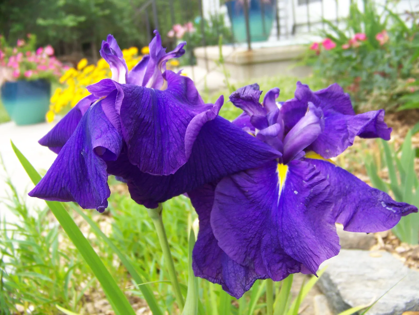 Iris image 1