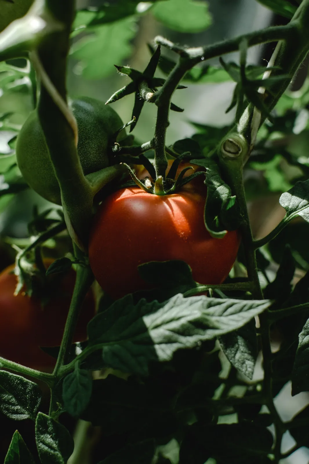 Heirloom Tomato Tomatoes
