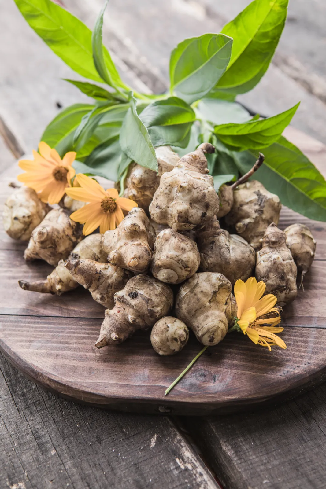 Jerusalem Artichoke image 1