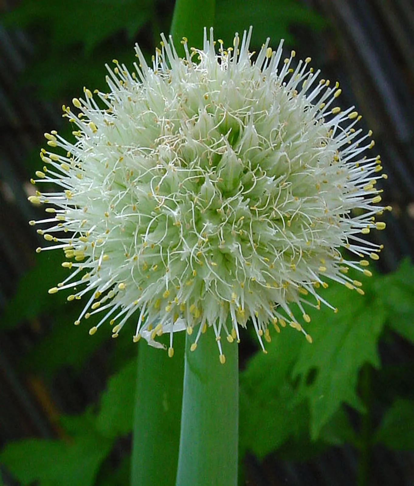 Allium image 2