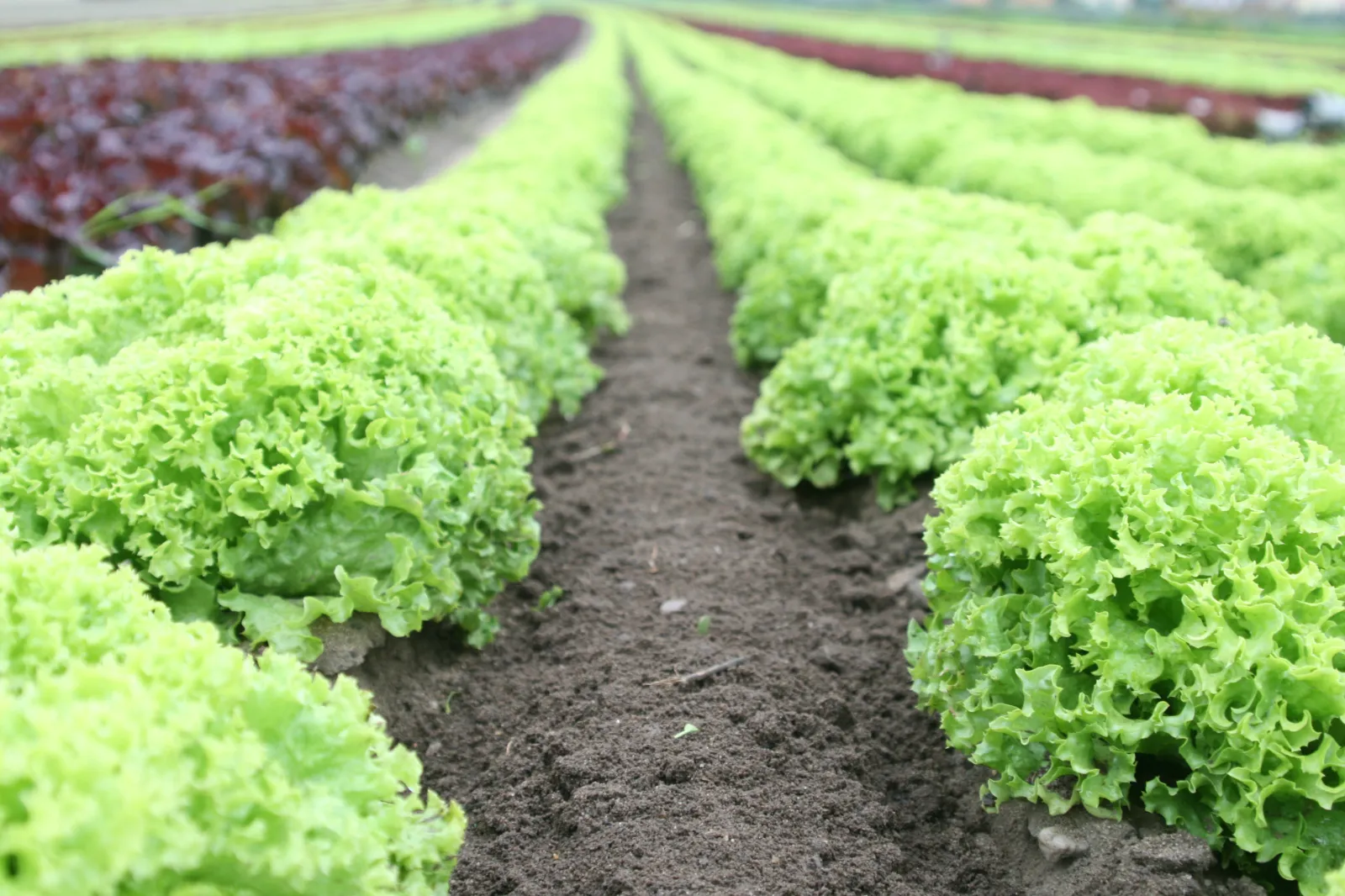 Coral Lettuce