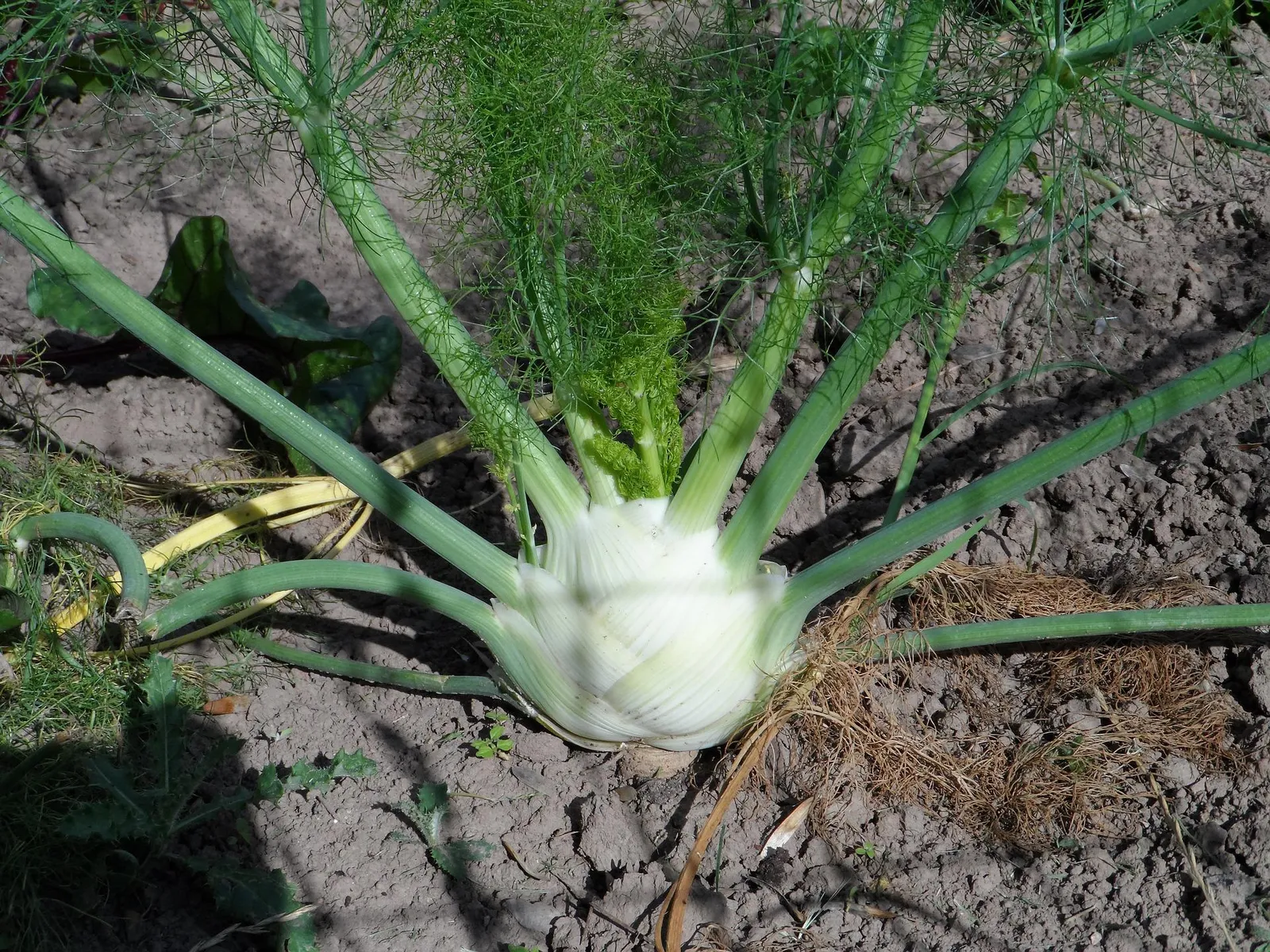 Fennel image 4