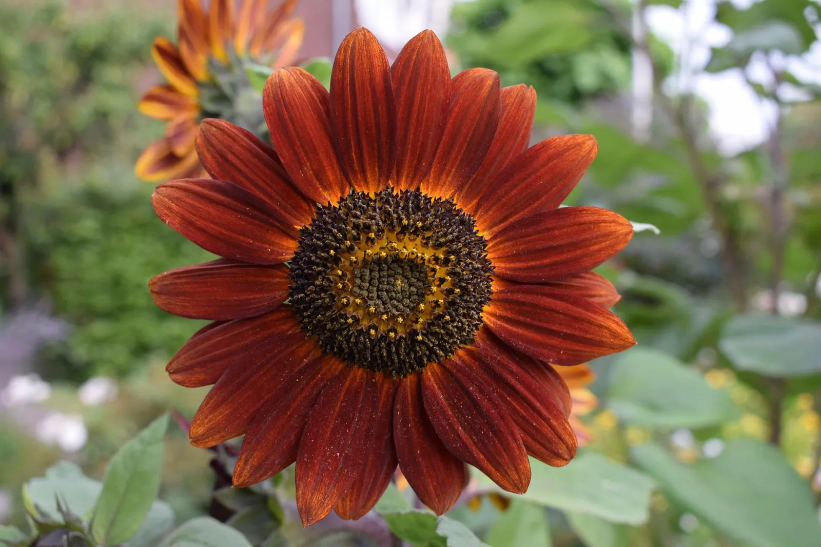 Velvet Queen Sunflower