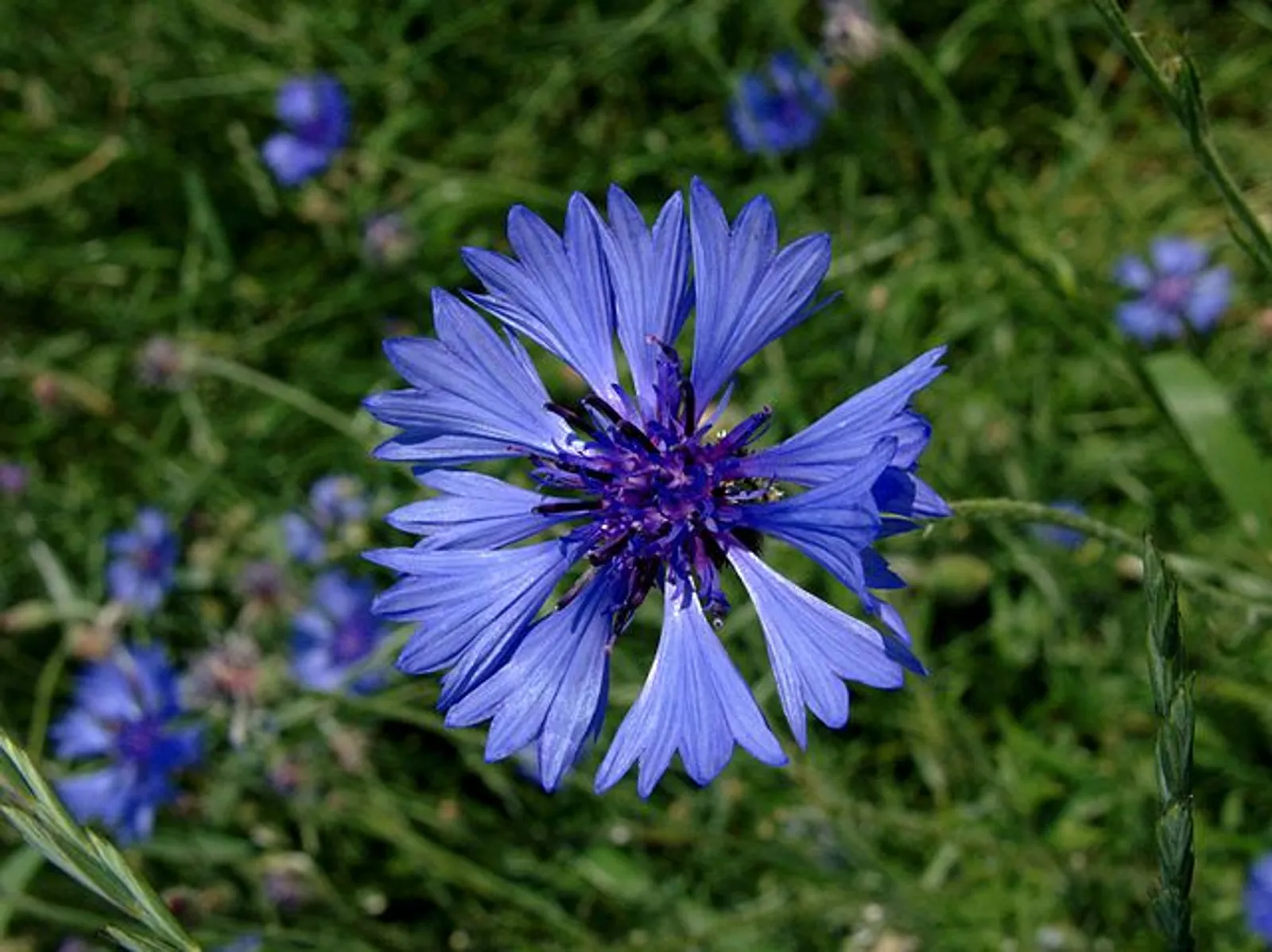 Cornflower image 1