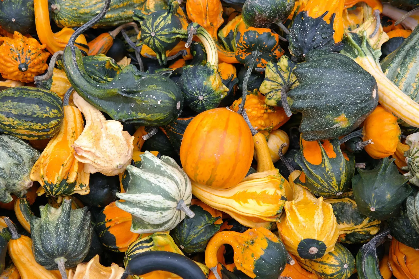 Gourds image 2
