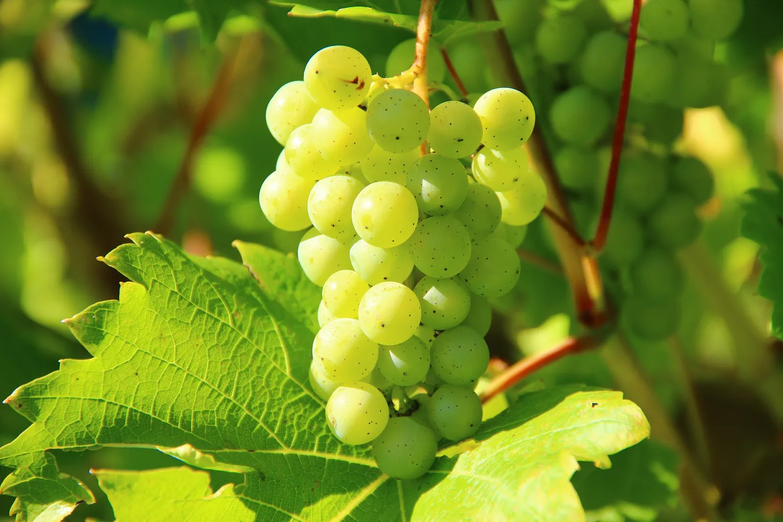 Grapes image 2