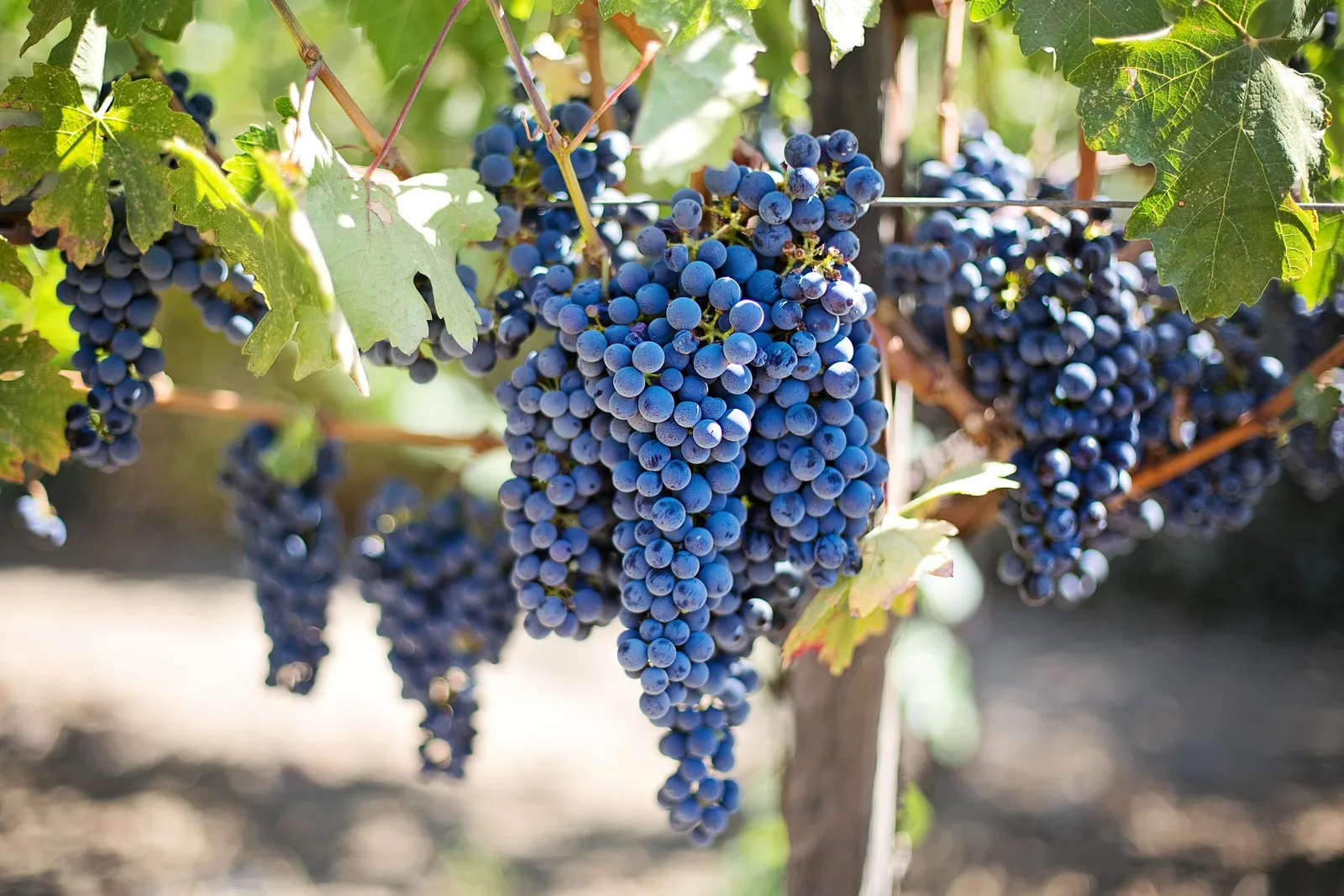 Grapes image 3