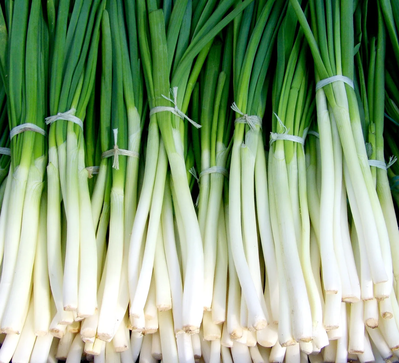 Onions image 3
