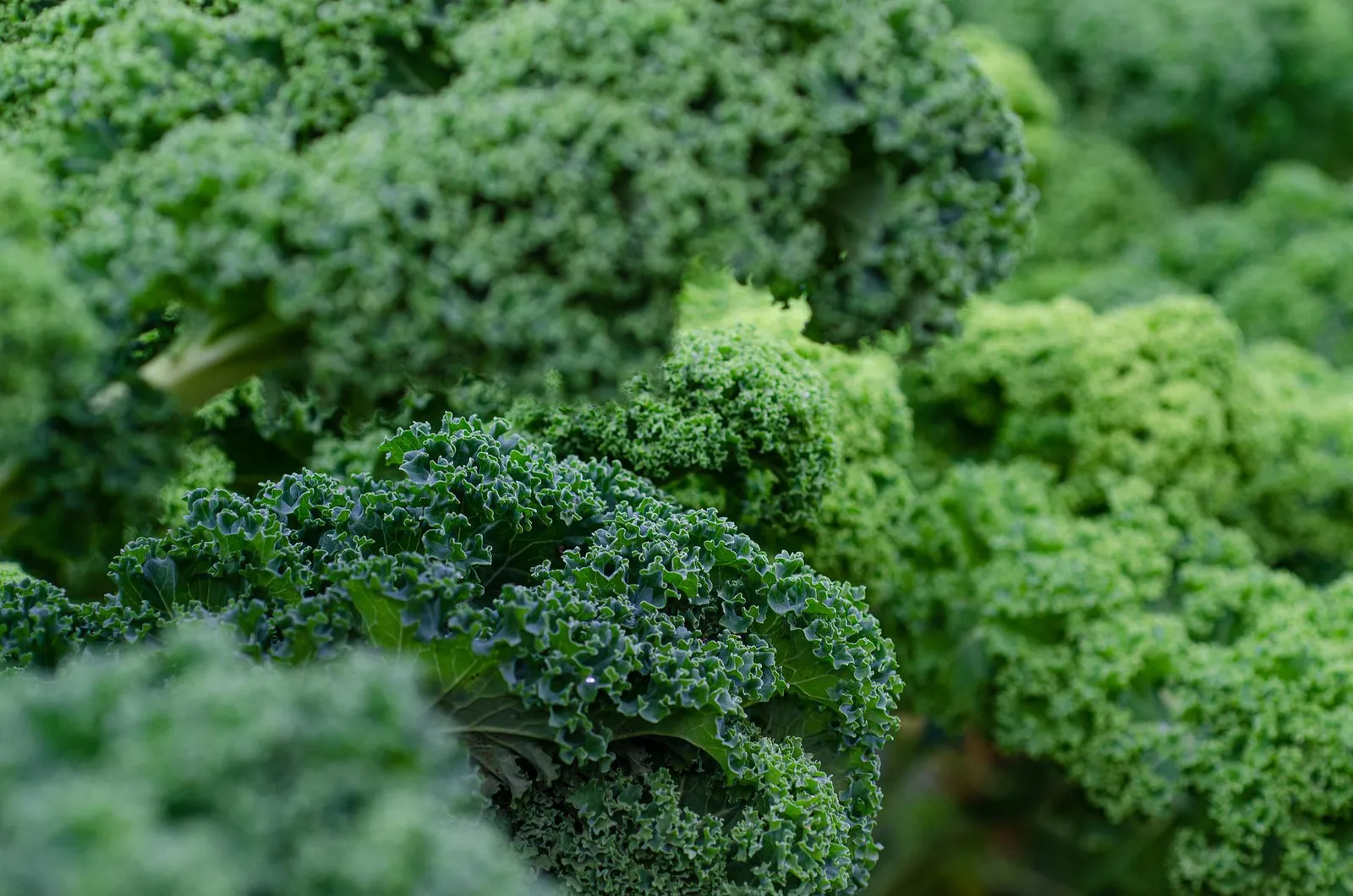 Kale image 1