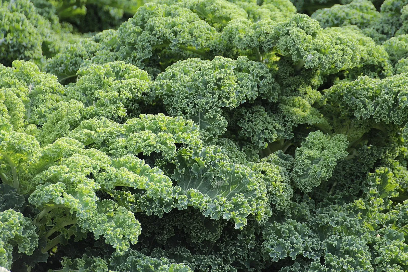 Kale image 2