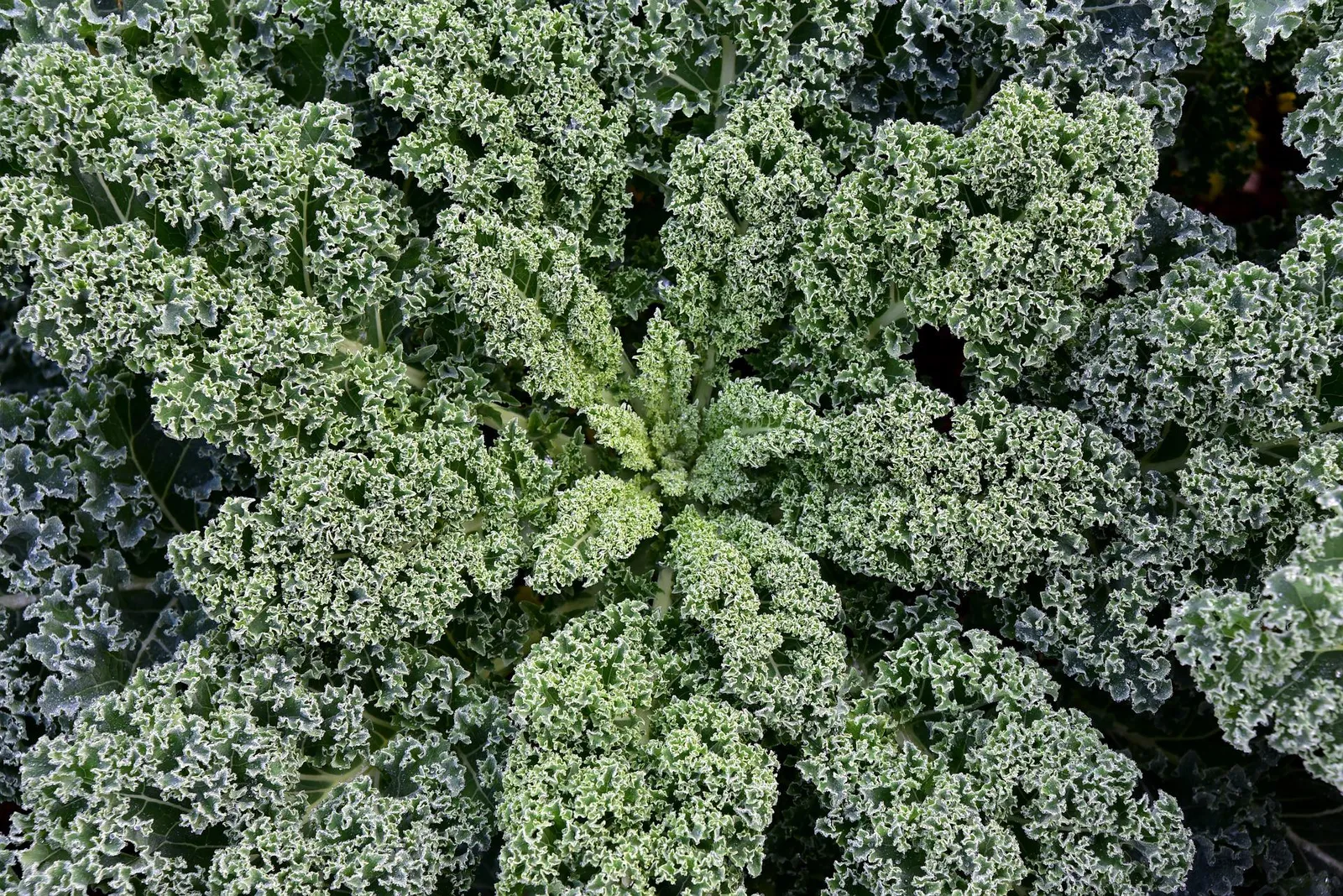 Kale image 3