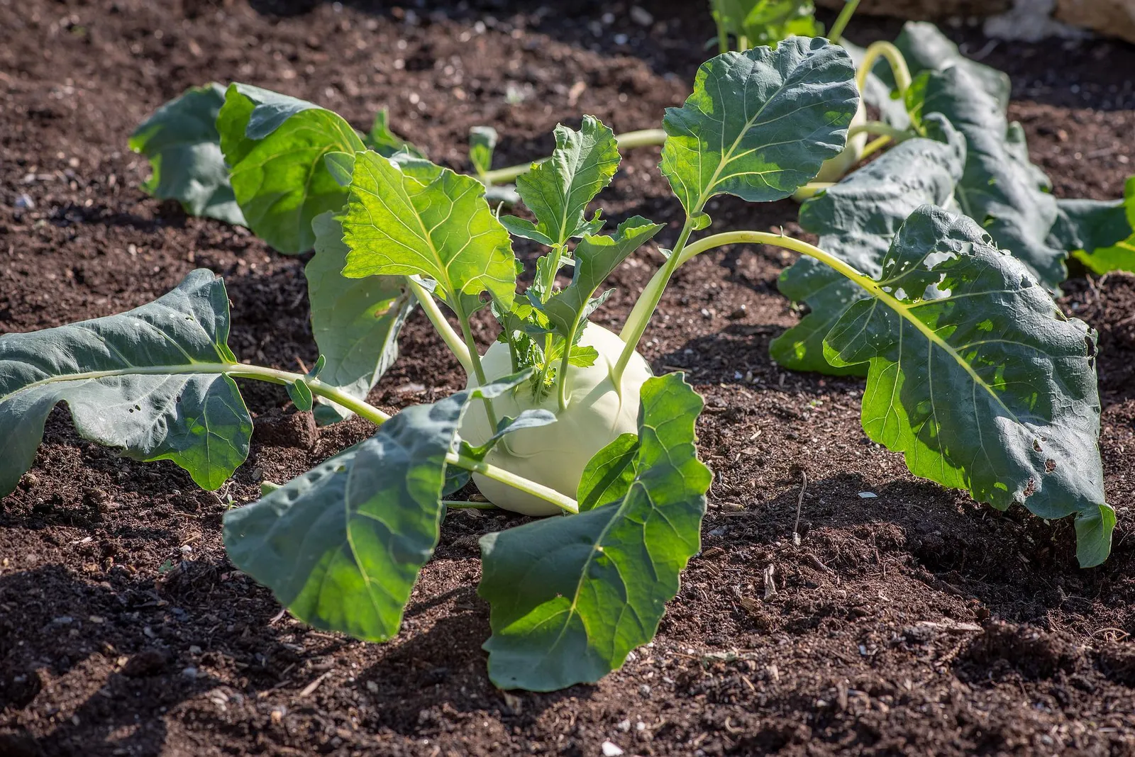 Kohlrabi image 2