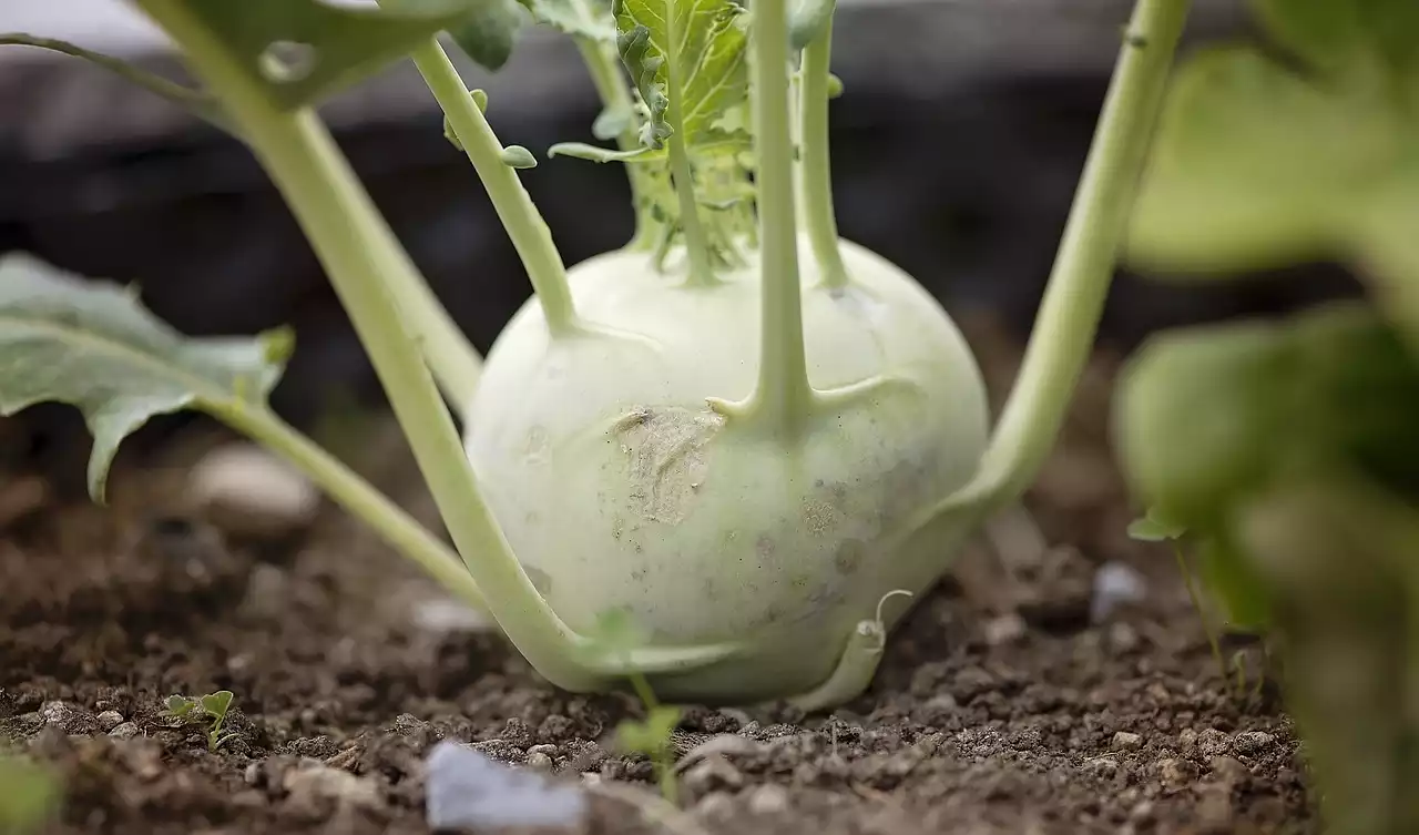 Kohlrabi image 1