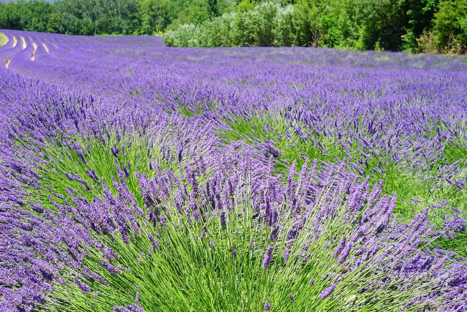 Lavender image 3