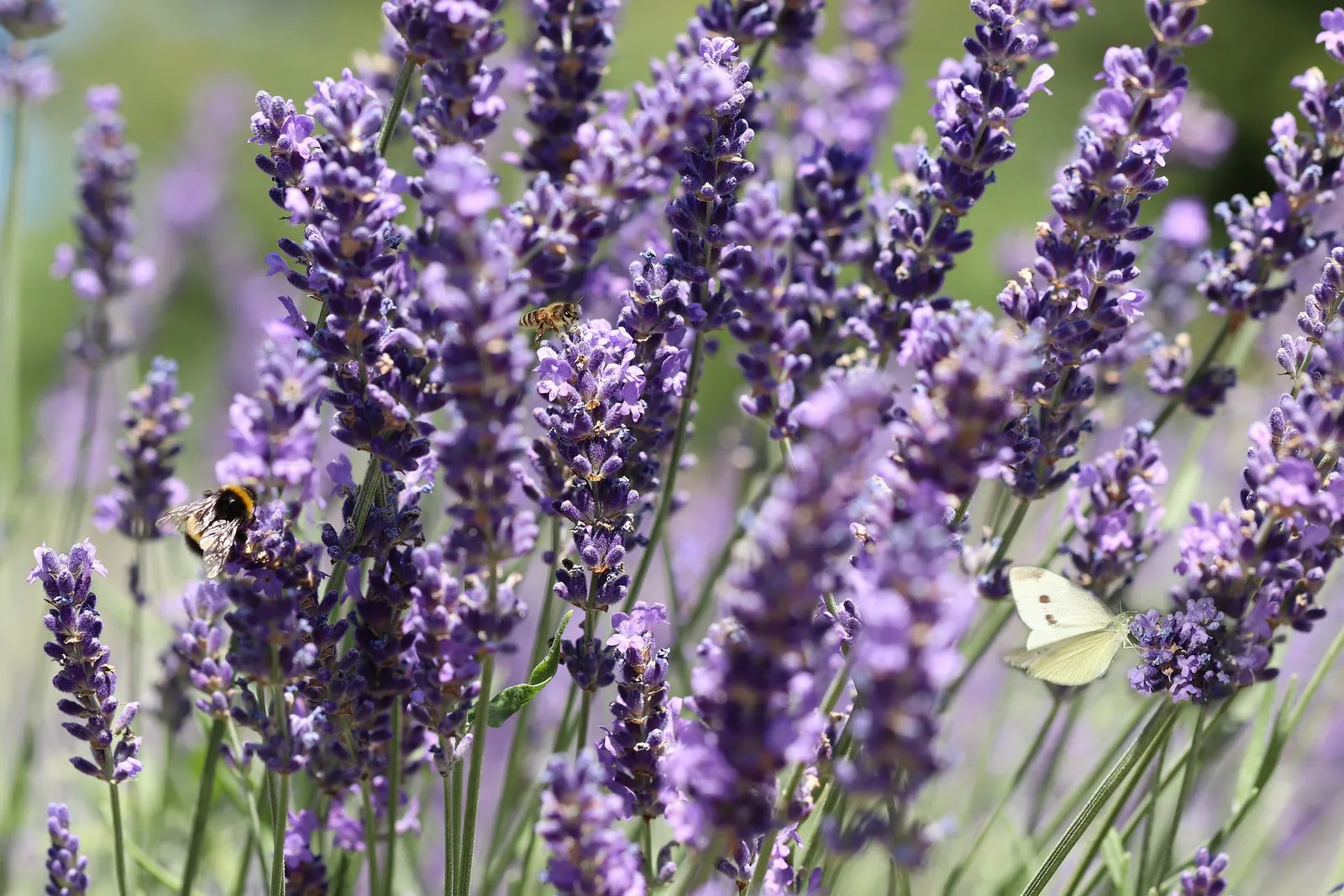 Lavender image 4