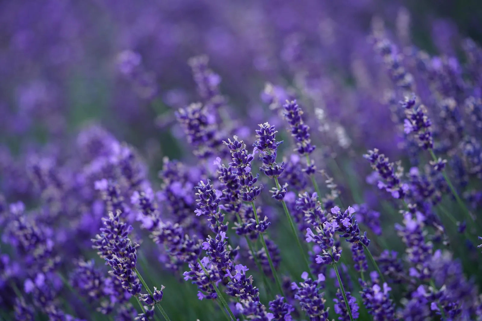 Lavender image 5