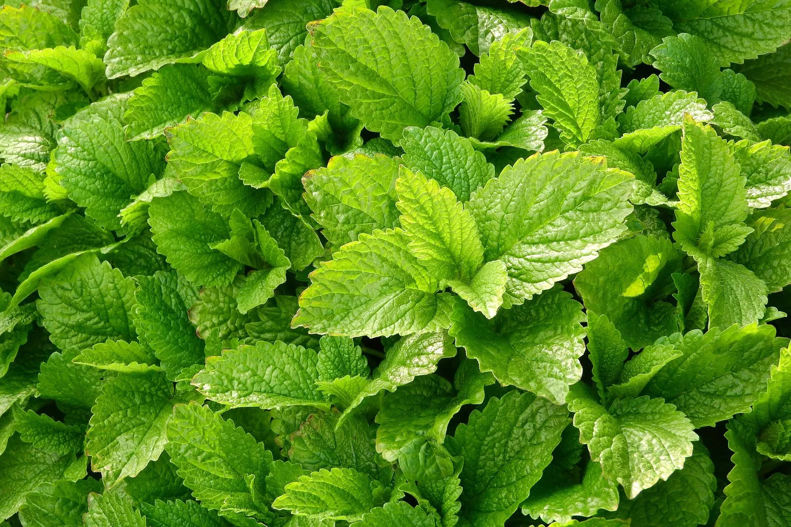 Lemon Balm image 2
