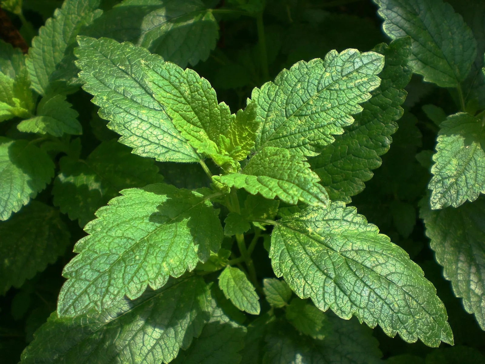 Lemon Balm image 3