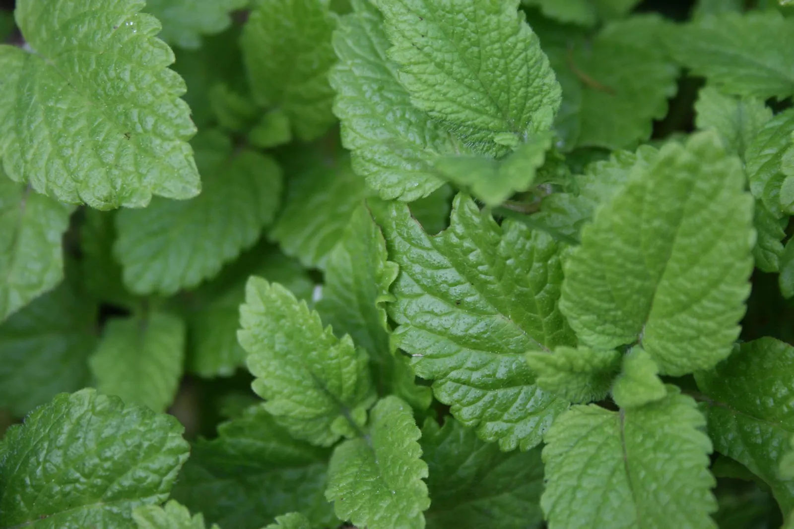 Lemon Balm image 4
