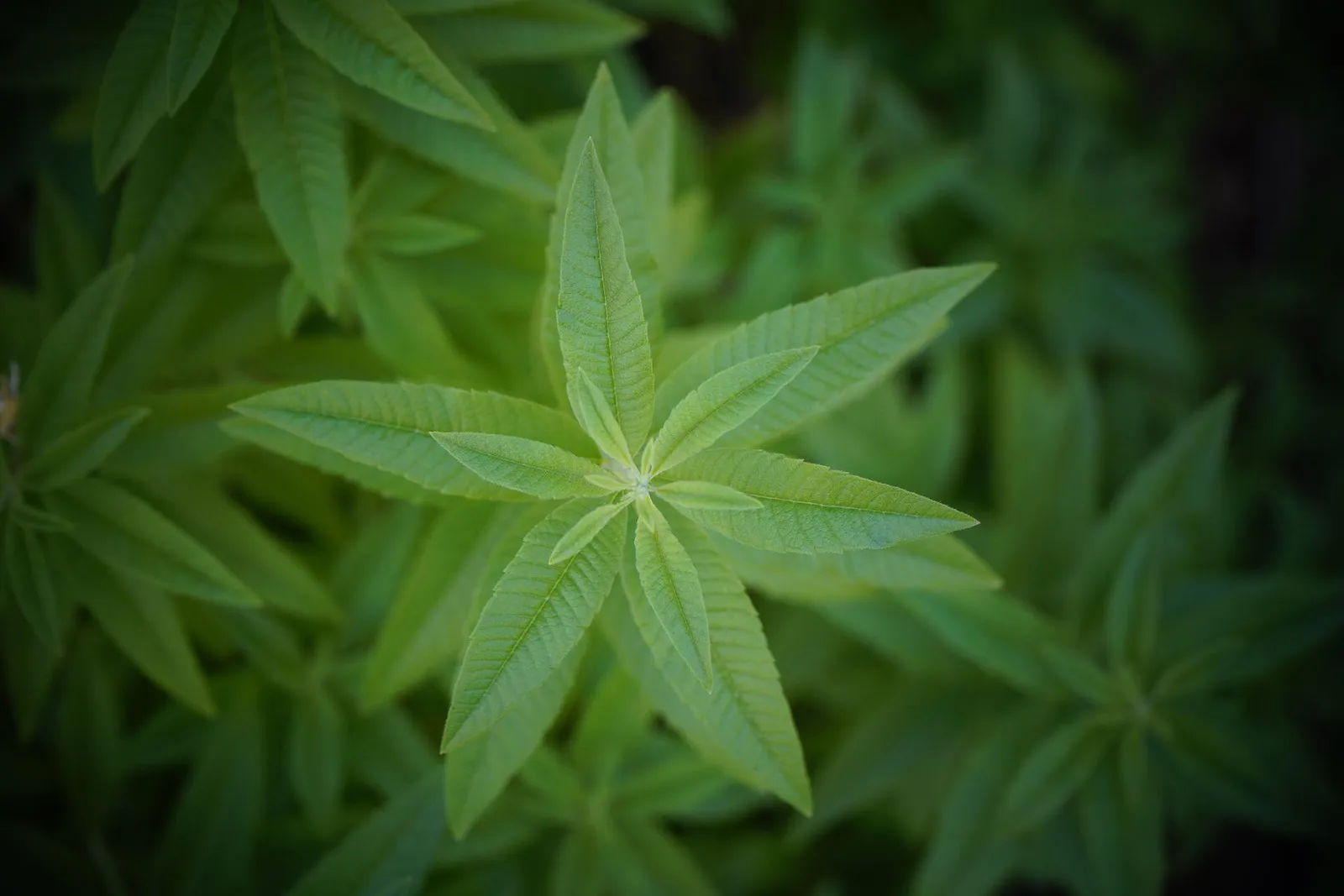 Lemon Verbena image 2