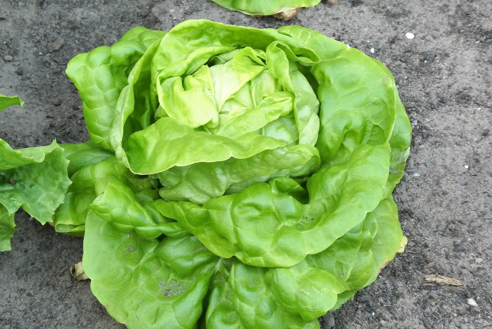 Lettuce image 4