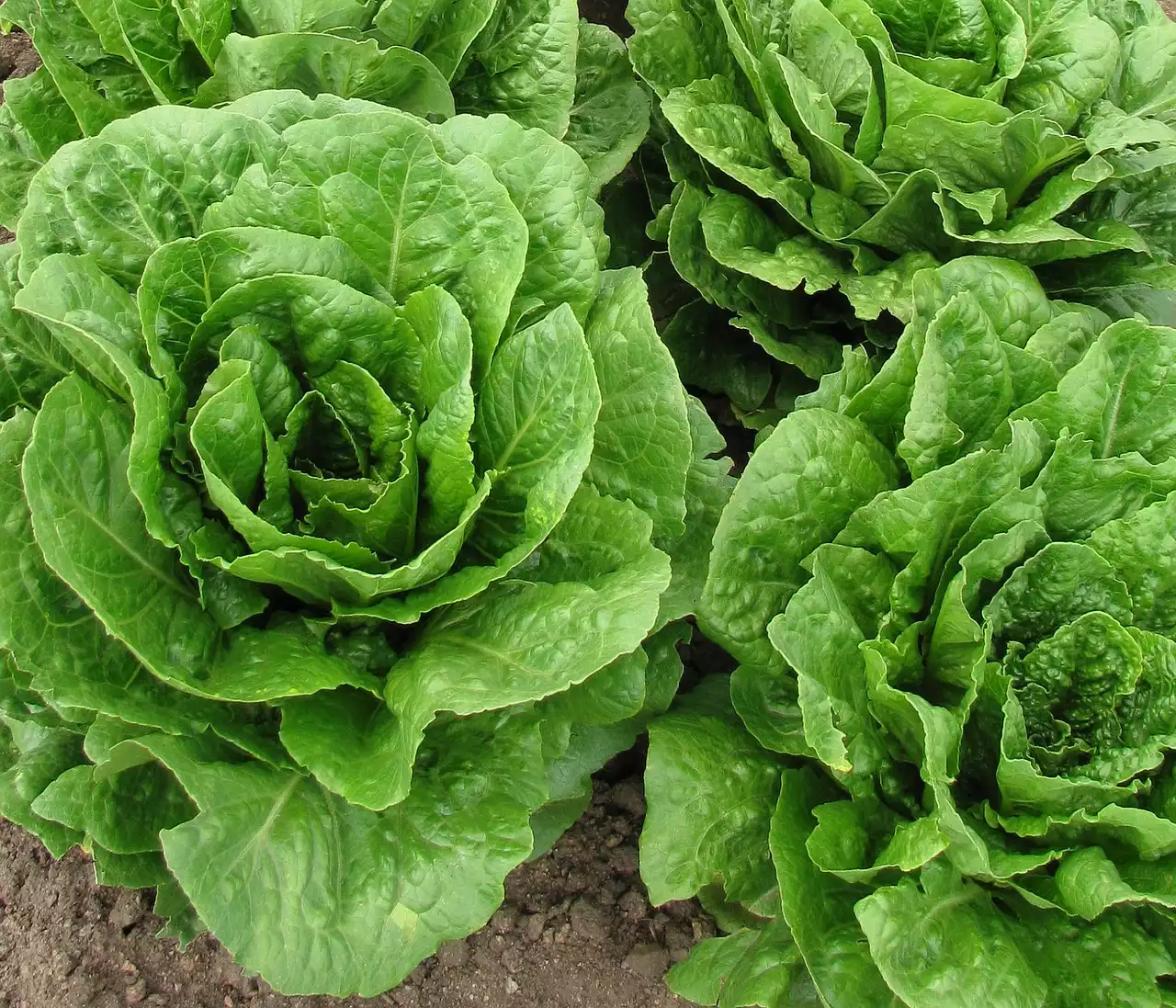 Lettuce image 1