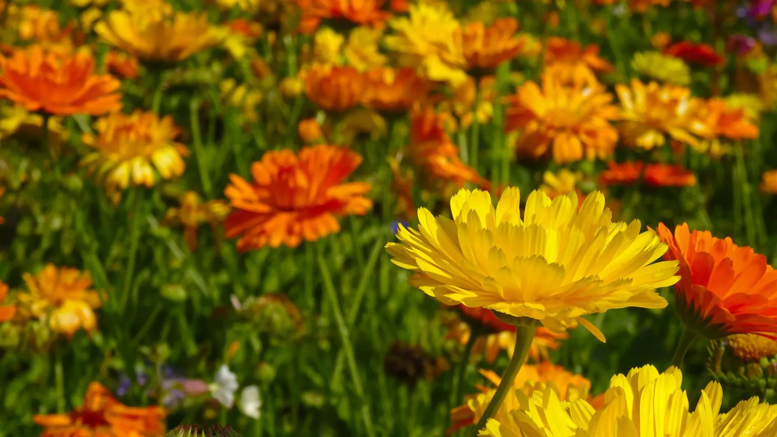 Marigold image 1
