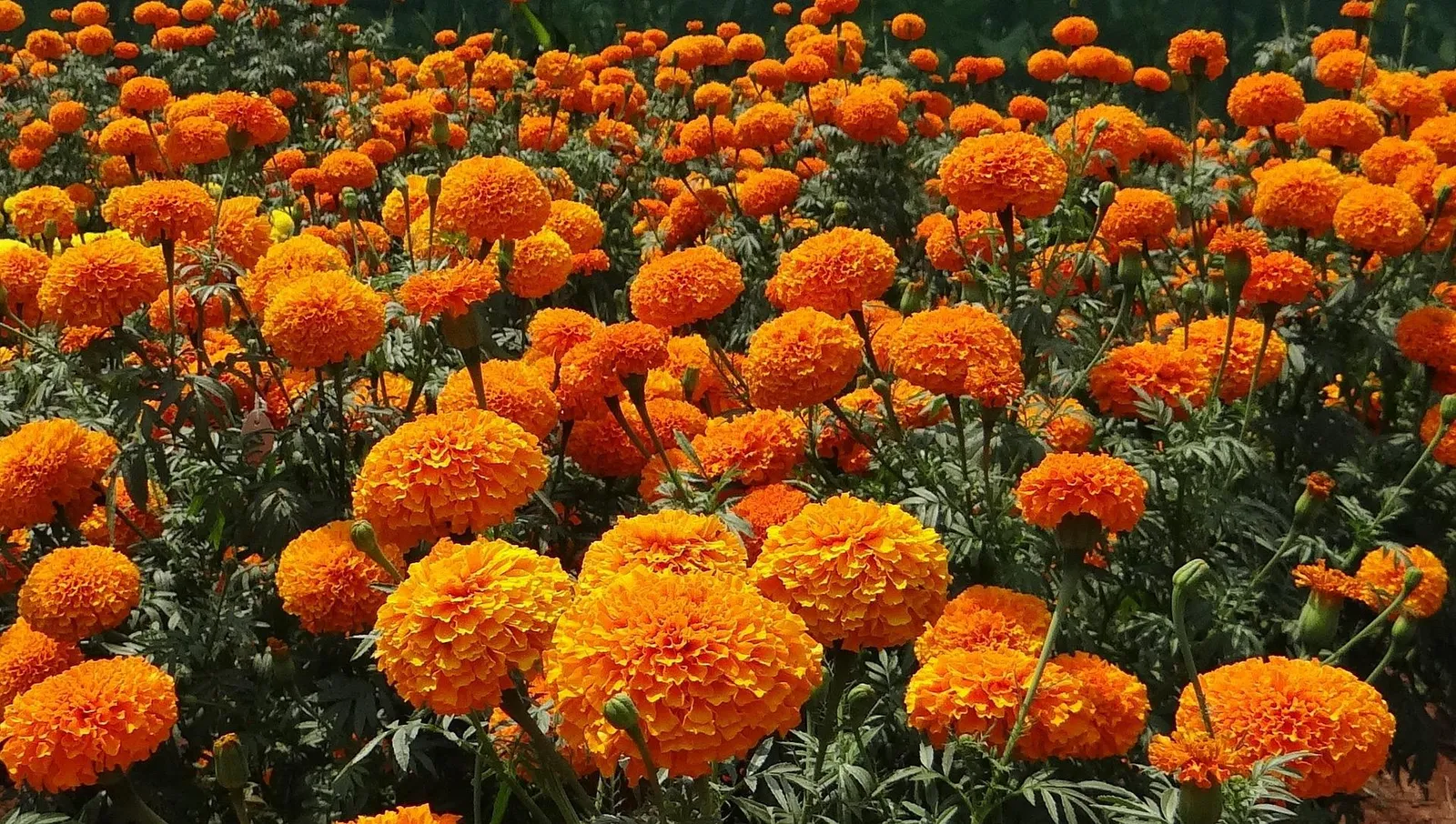 Marigold image 2