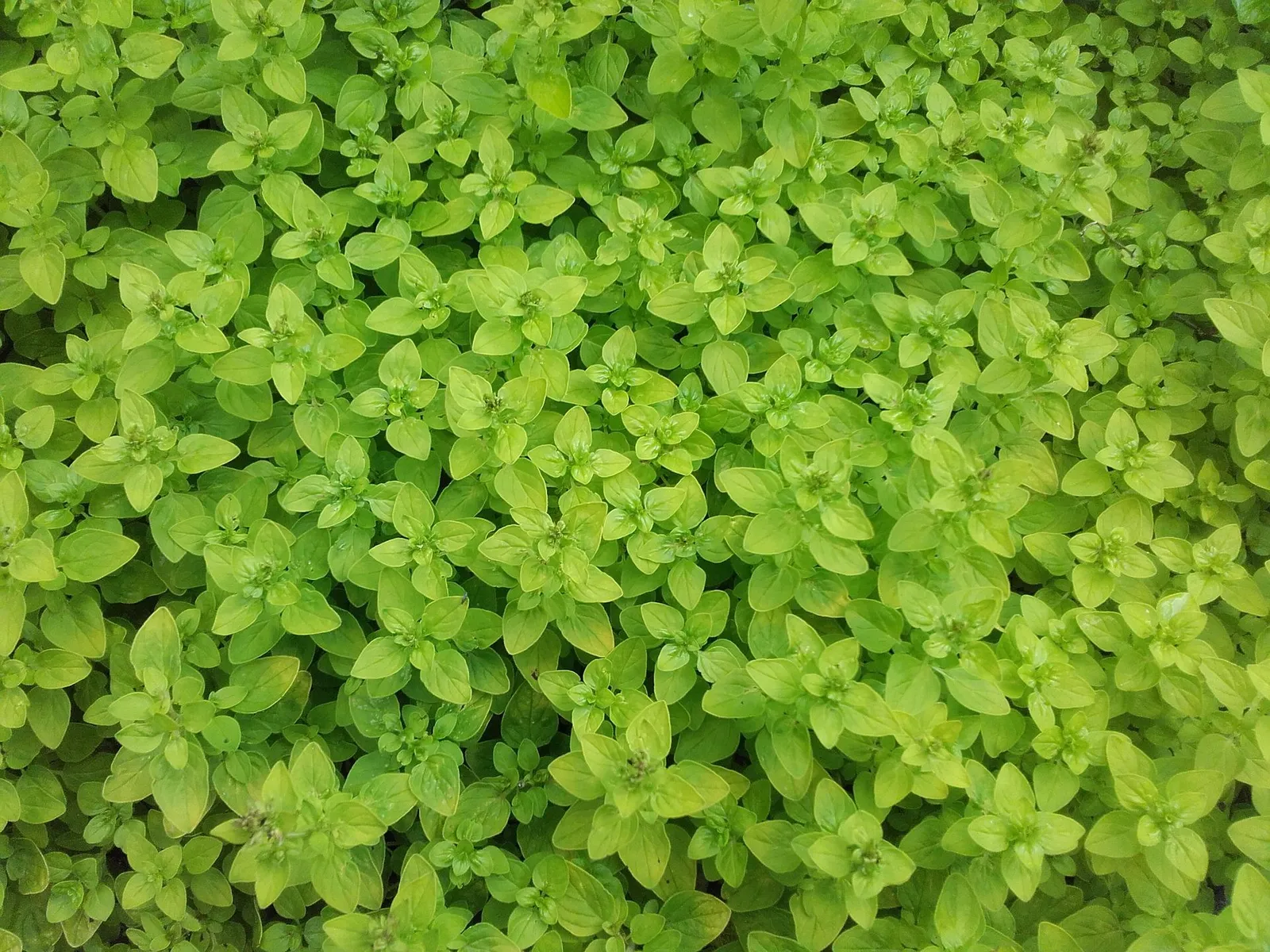 Marjoram image 2