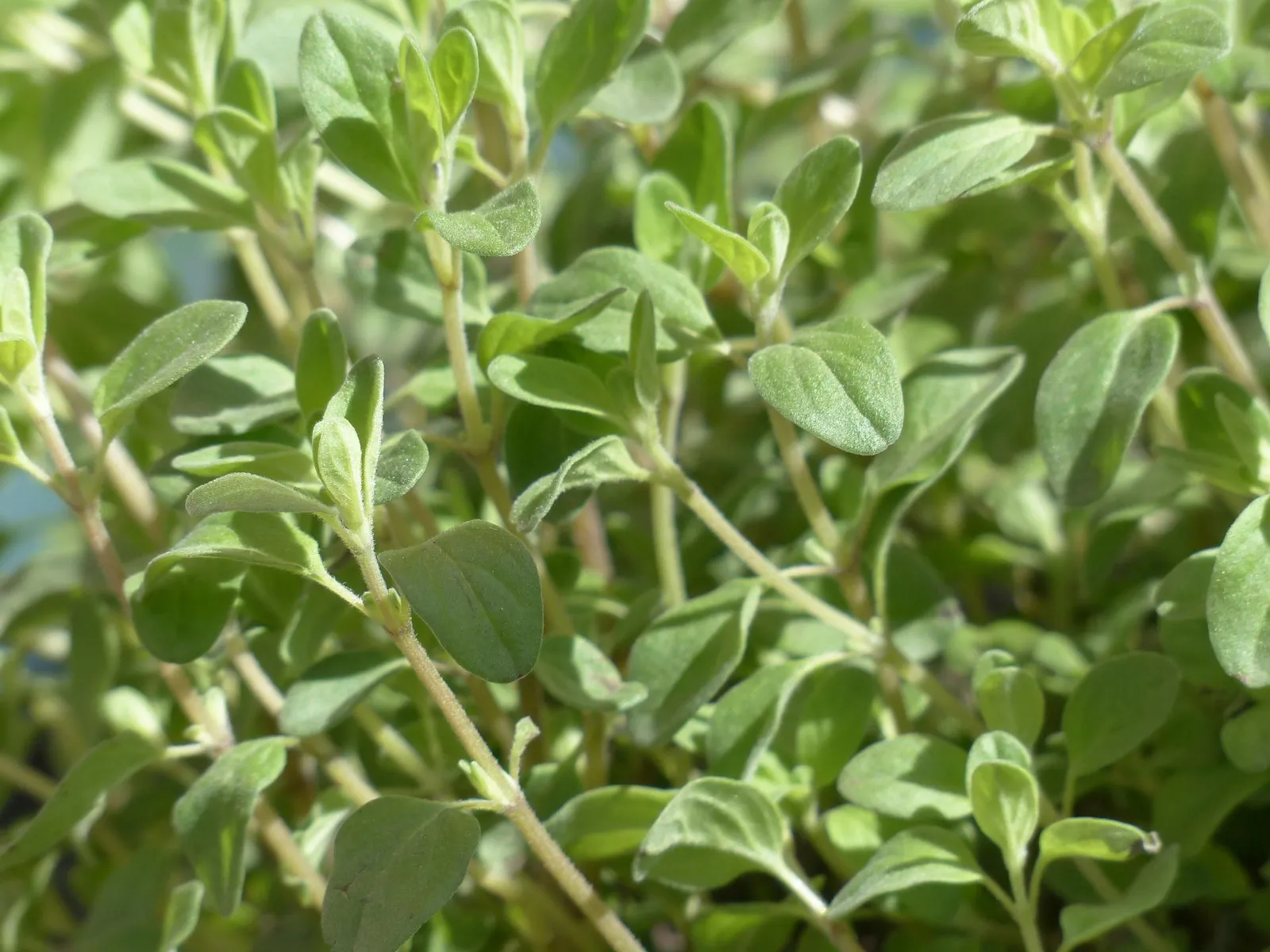 Marjoram image 3