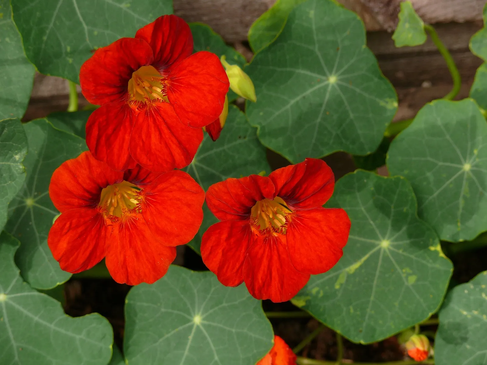 Nasturtium image 2