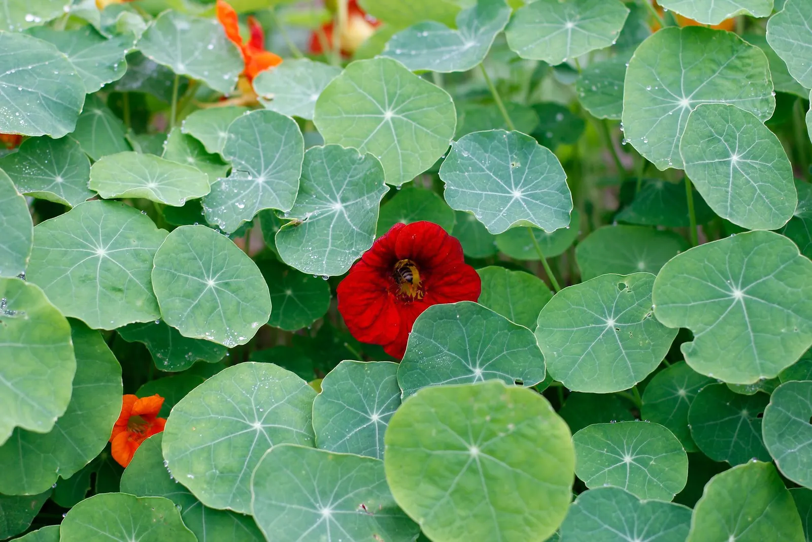 Nasturtium image 4