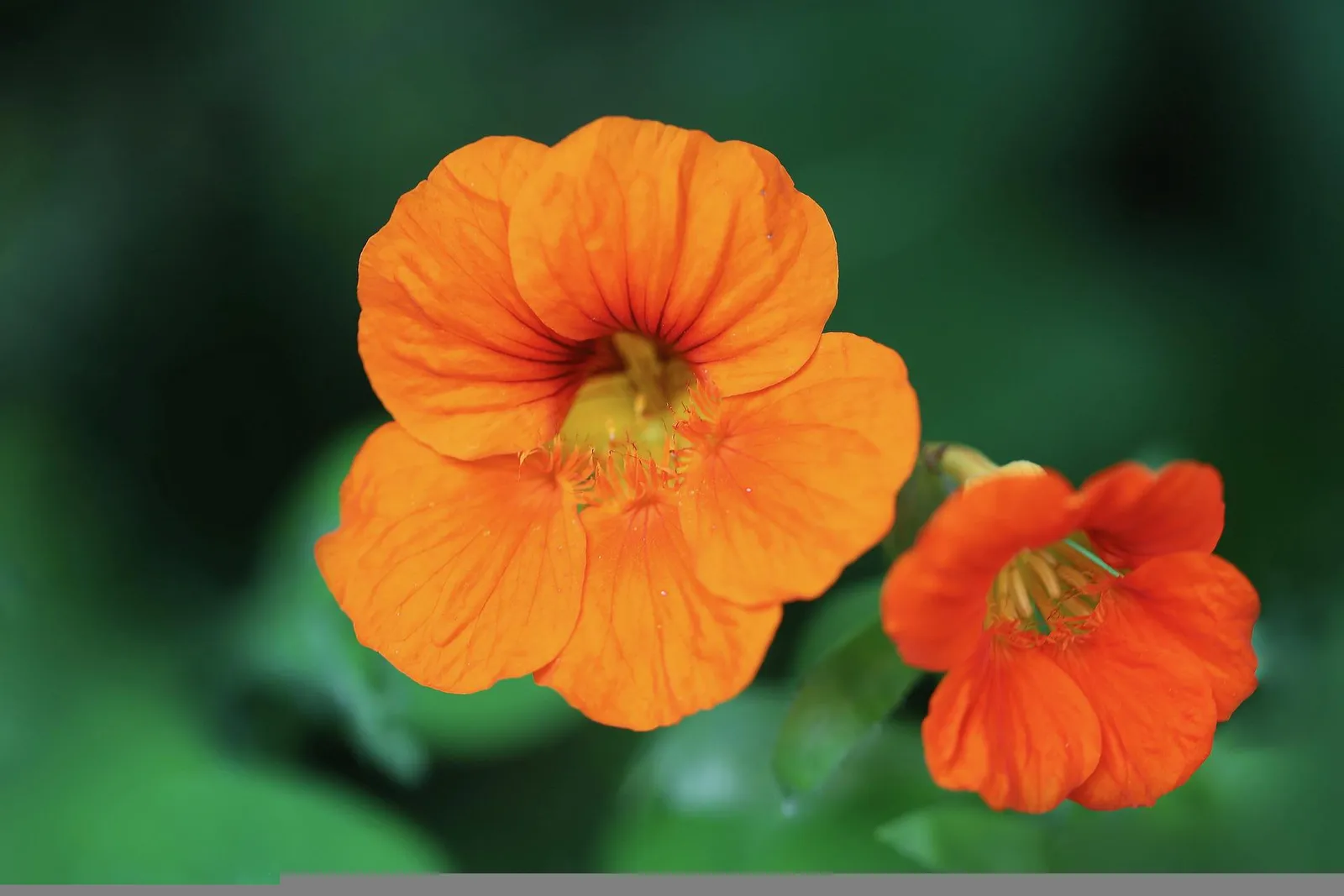 Nasturtium image 5