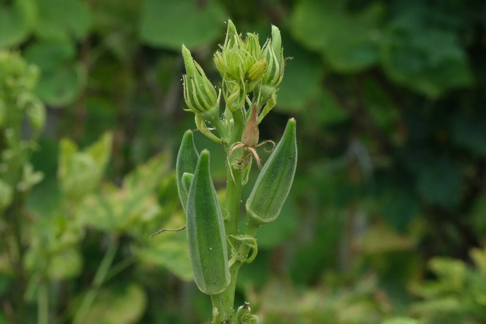 Okra image 3
